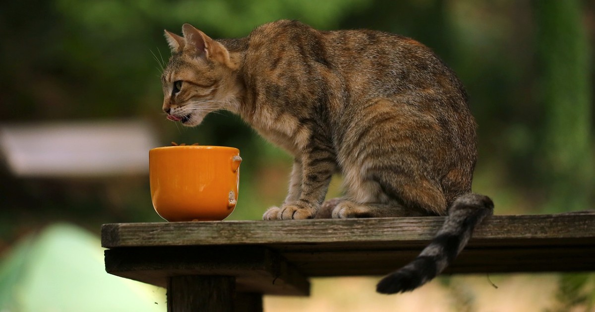 Gatto che invecchia, qual è la dieta ideale?