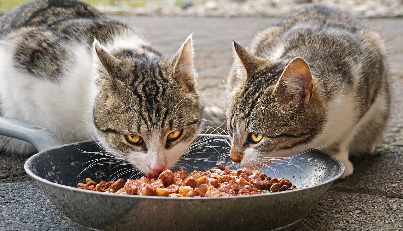 gatto che invecchia dieta ideale