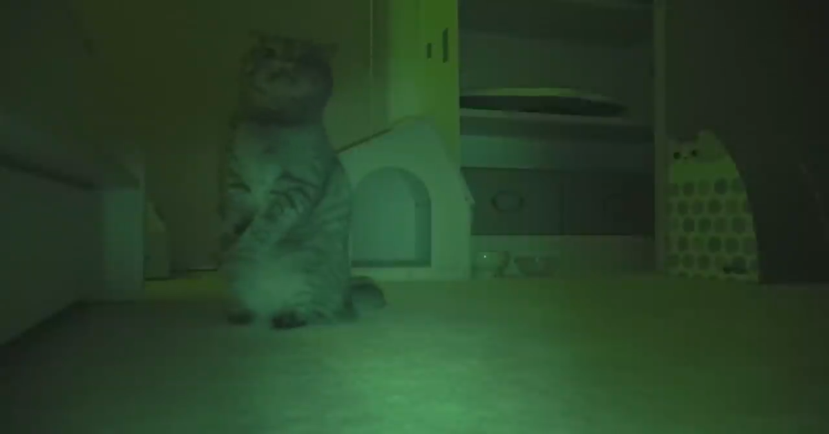 Cosa fanno i gatti di notte quando la loro padrona dorme(VIDEO)