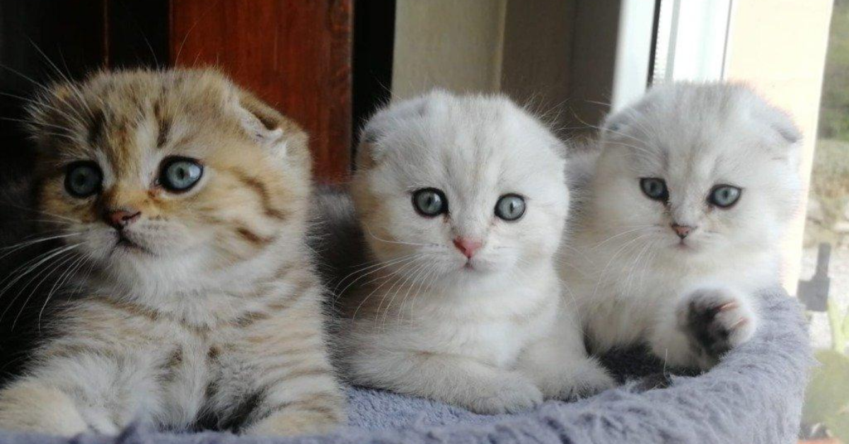 Cuccioli di Scottish Fold: carattere, particolarità e come educarli