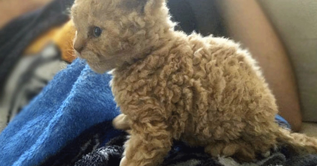 Cuccioli di Selkirk Rex: caratteristiche e come crescerli alla perfezione