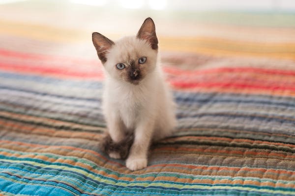 cuccioli di Siamese