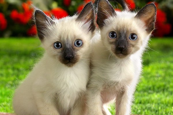 cuccioli di Siamese