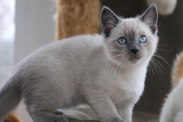 cuccioli di Siamese