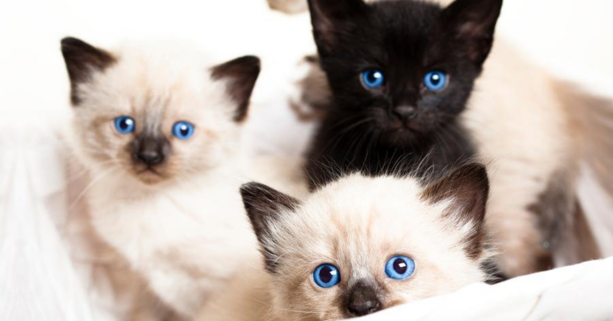 Cuccioli di Siamese: caratteristiche e come crescerli alla perfezione