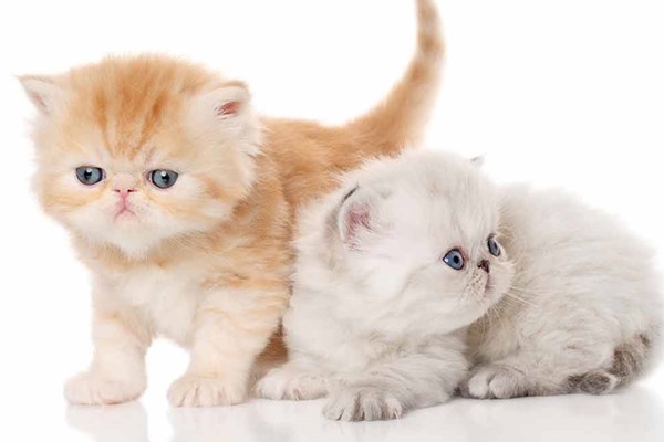 cuccioli di exotic shorthair