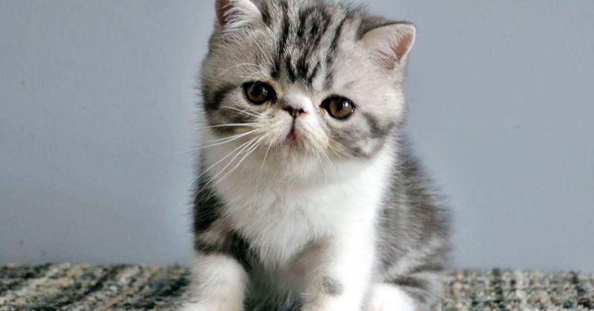 Cuccioli di Exotic Shorthair: le caratteristiche e le attenzioni da dargli