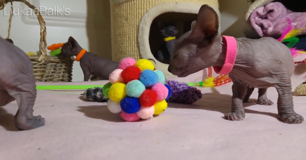 Cuccioli di gatto giocano insieme(VIDEO)