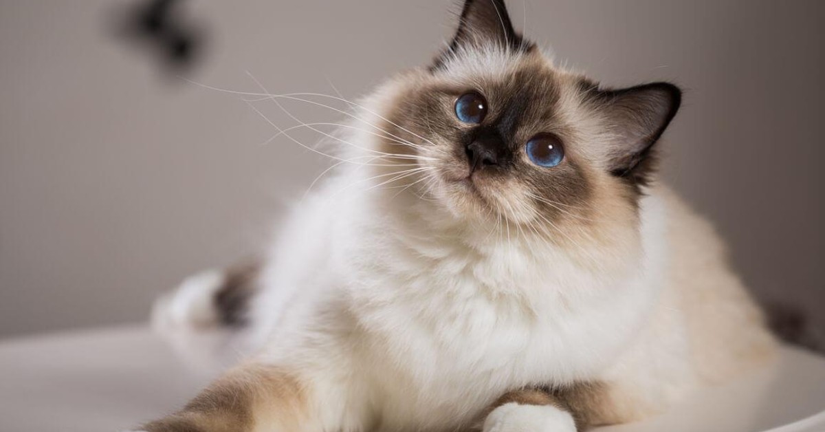 Cuccioli di Siamese, come pulirli dai primi mesi fino a un anno di vita