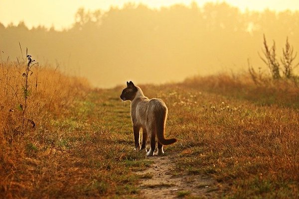 cucciolo siamese girovaga