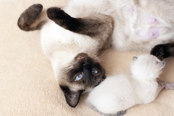 mamma siamese con cuccioli