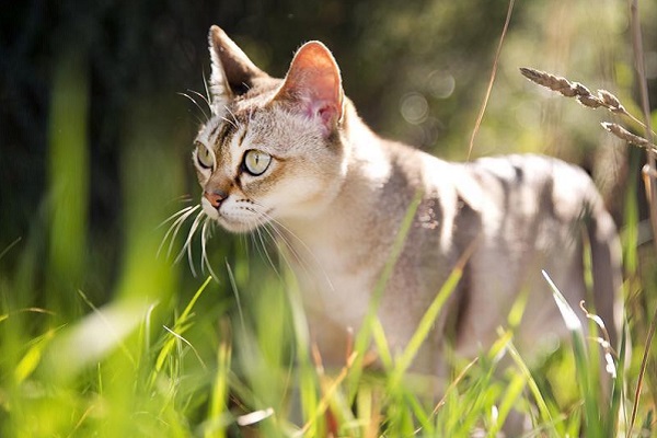 gatto singapura in campagna