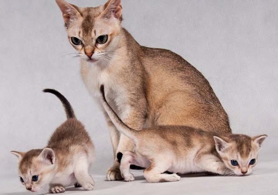 mamma e cuccioli di singapura