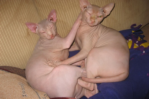 due gatti senza pelo di origine russa