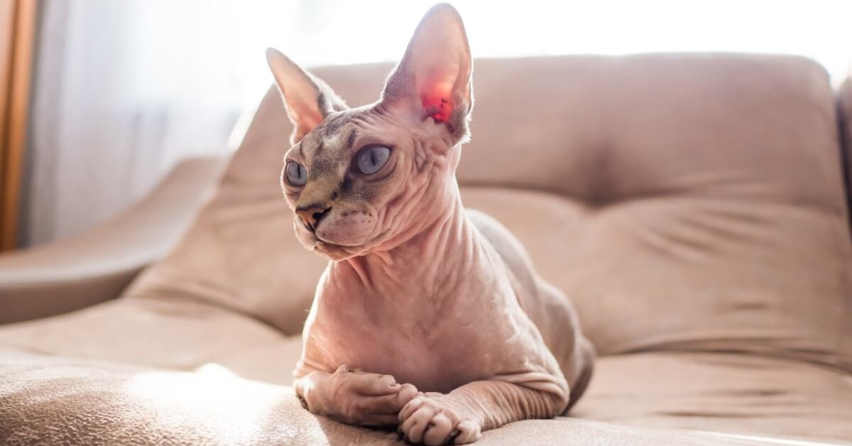 Don Sphynx, carattere e temperamento di questo gatto nudo