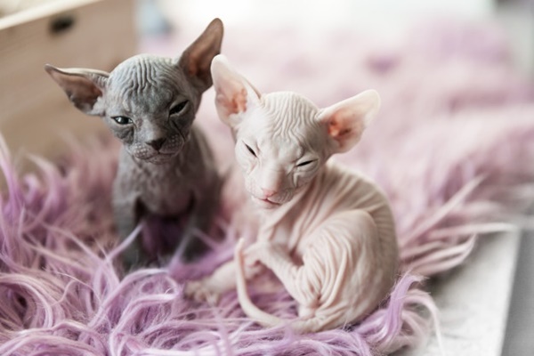 cuccioli di don sphynx