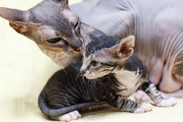 mamma gatta si prende cura del suo gattino