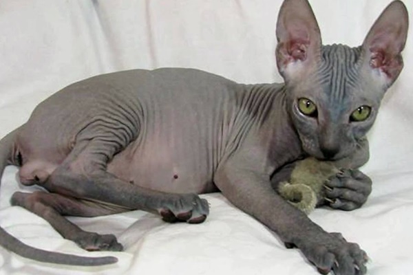 cucciolo di don sphynx