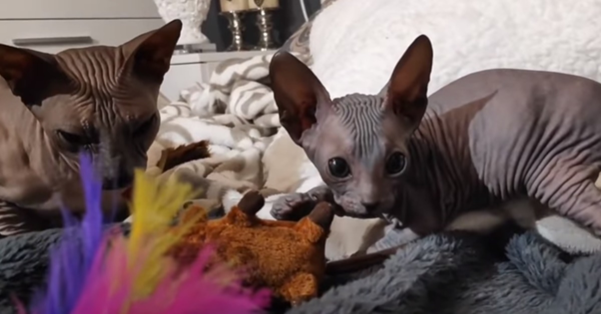 Don Sphynx, video carini, buffi e interessanti per conoscere la razza