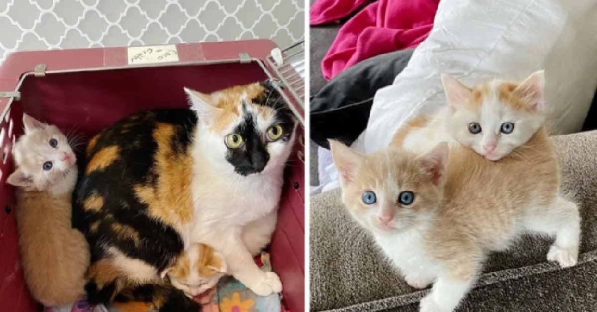 Dorito, la gatta che ha dato alla luce 2 meravigliosi gattini (VIDEO)