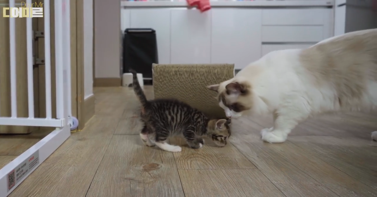 Due gatti si incontrano e lottano dolcemente per la prima volta(VIDEO)