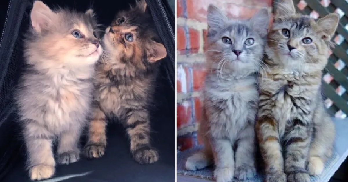Due gattine sorelle non si separano mai dopo essere state salvate (VIDEO)