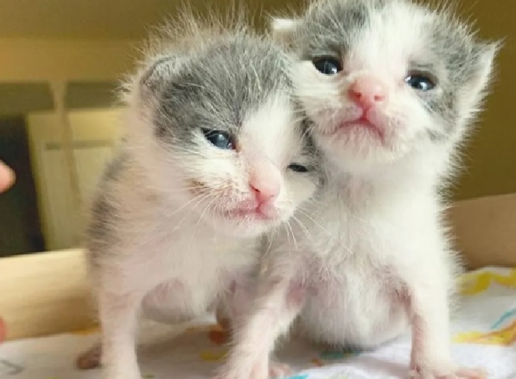 jace e jax gatti arlington rifugio