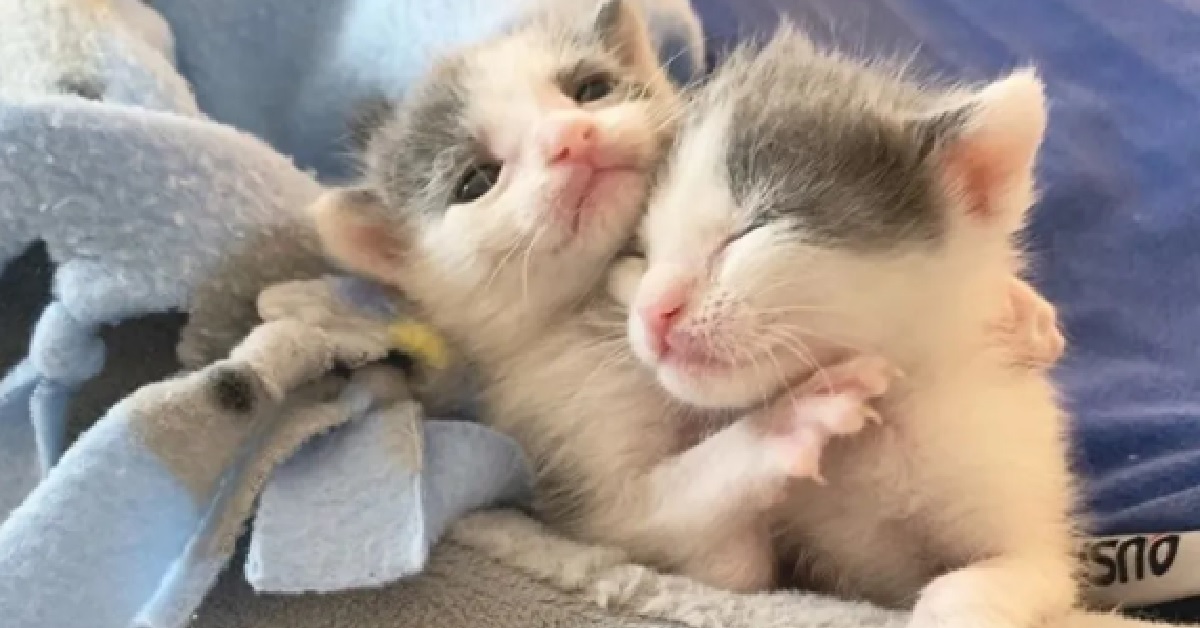 Due gattini gemelli incantano il web con la loro dolcezza (VIDEO)