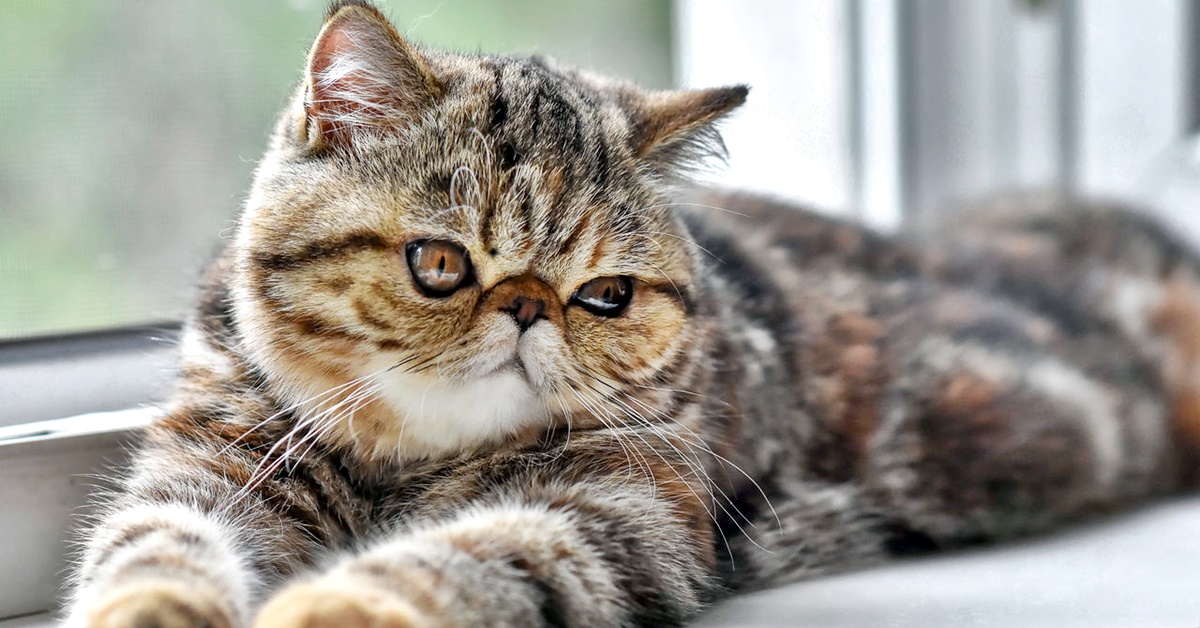 Exotic Shorthair, tutte le caratteristiche fisiche: occhi, pelo, peso, altezza