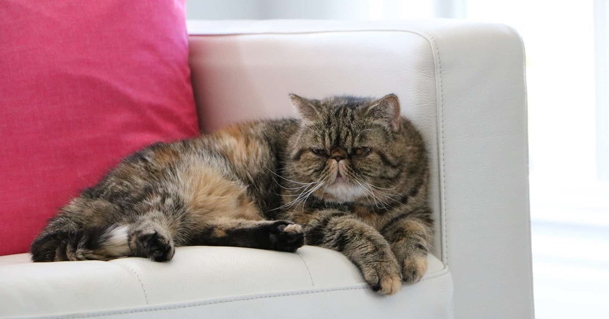 gatto che dorme sul divano
