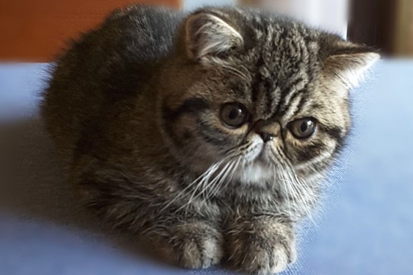 cucciolo di exotic shorthair