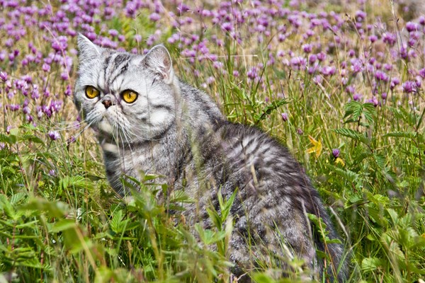 gatto che gioca tra i fiori