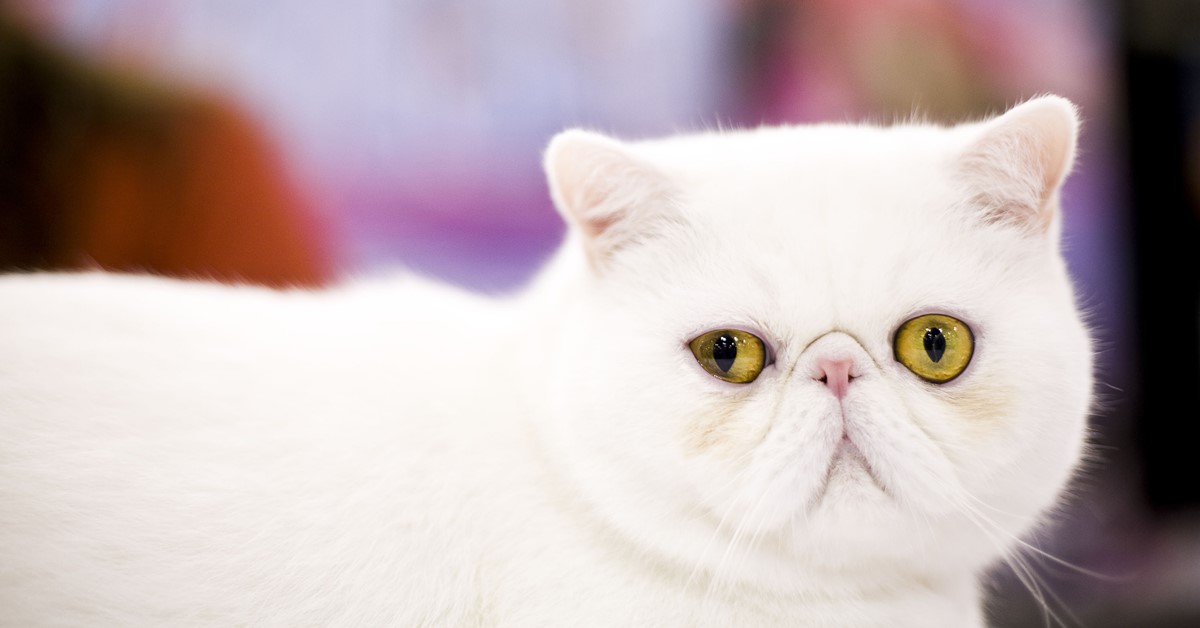 Exotic Shorthair, cosa mangia? Dieta e consigli sull’alimentazione ideale