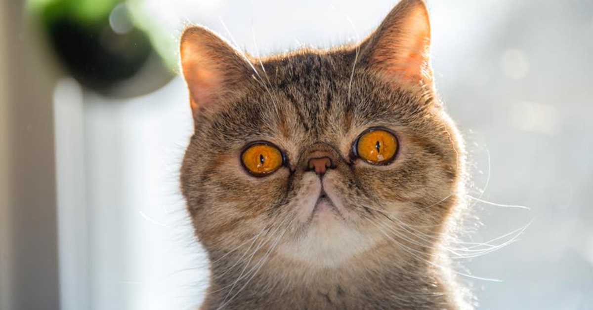 Exotic Shorthair e altri animali: con chi va d’accordo e con chi invece no