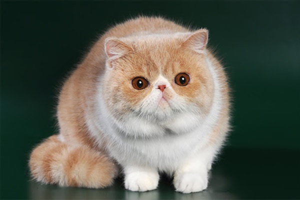 gatto a pelo di media lunghezza