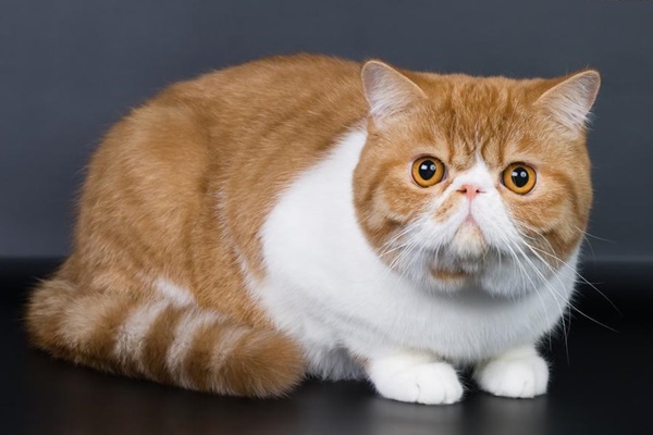 esemplare di exotic shorthair