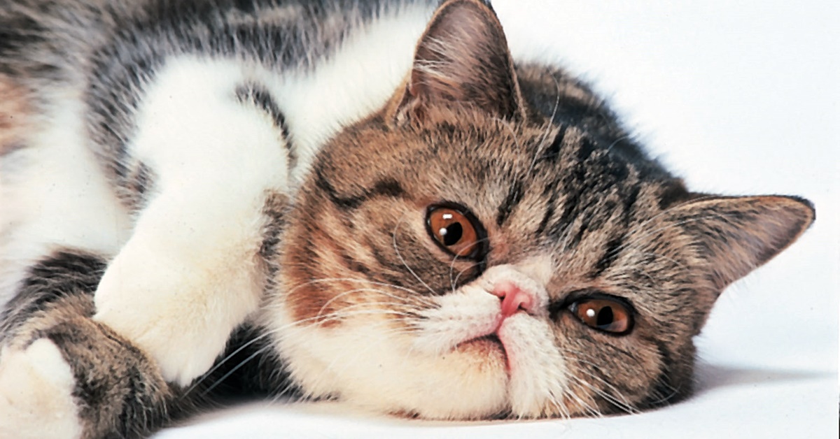 Exotic Shorthair e Gatto Persiano: tutte le differenze e le somiglianze