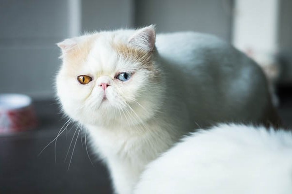 gatto con gli occhi di due colori diversi