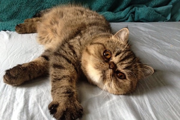 exotic shorthair a motivo tabby