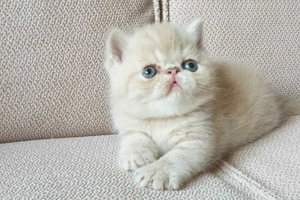 cucciolo di exotic shorthair