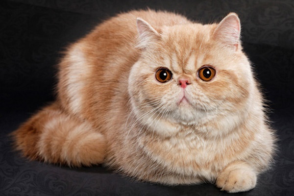 esemplare di exotic shorthair