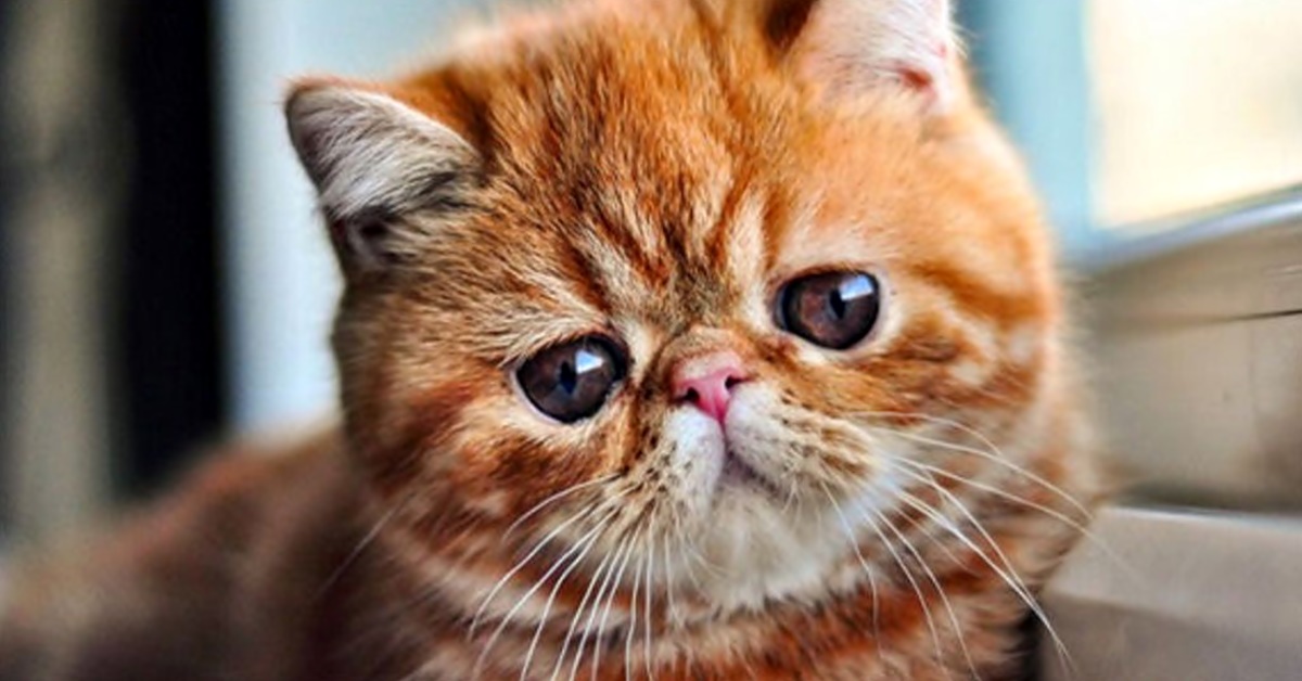 Exotic Shorthair, quanto vive? Aspettative e come prendersene cura