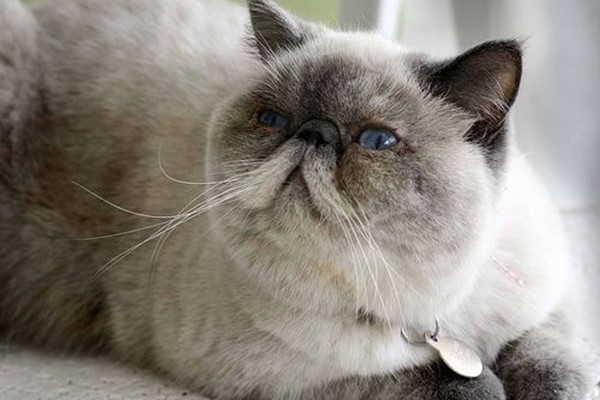 gatto con il pelo simile al siamese