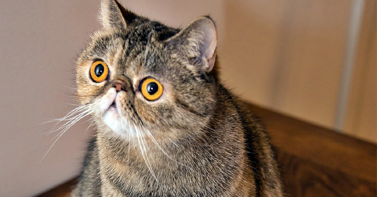 gatto con gli occhi gialli