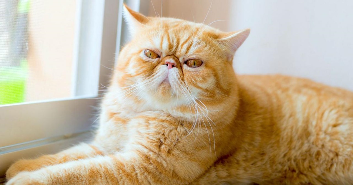 Exotic Shorthair: storia, origini, evoluzione e particolarità di questo gatto