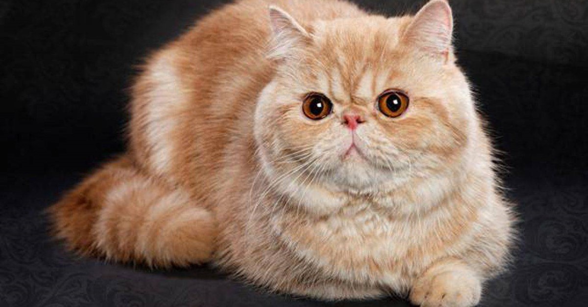 Exotic Shorthair, come toelettarlo e farlo essere sempre bellissimo