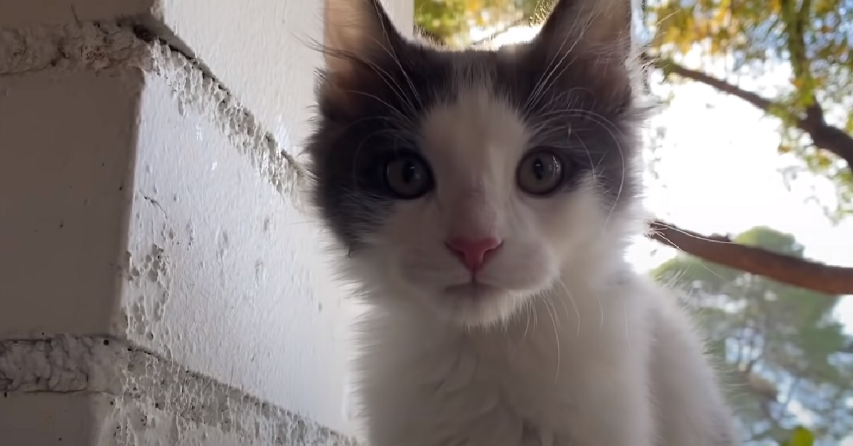 Feral, il gattino adottato che diventa il miglior fratello del mondo (VIDEO)