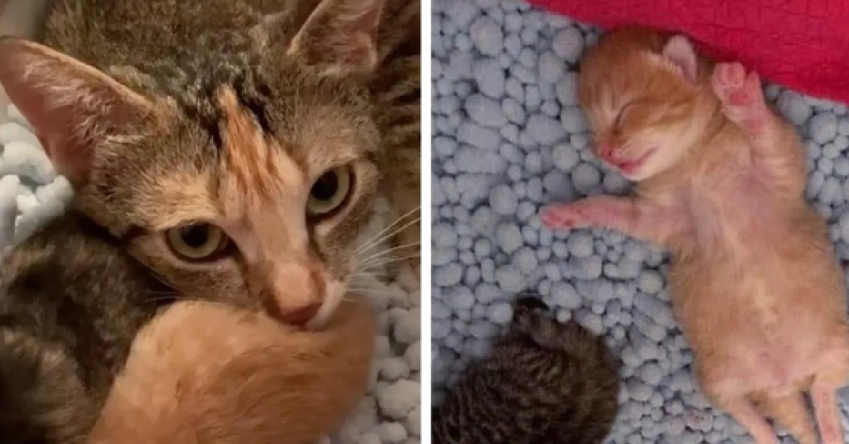 Gatta trova aiuto giusto in tempo per far nascere i suoi piccoli (VIDEO)