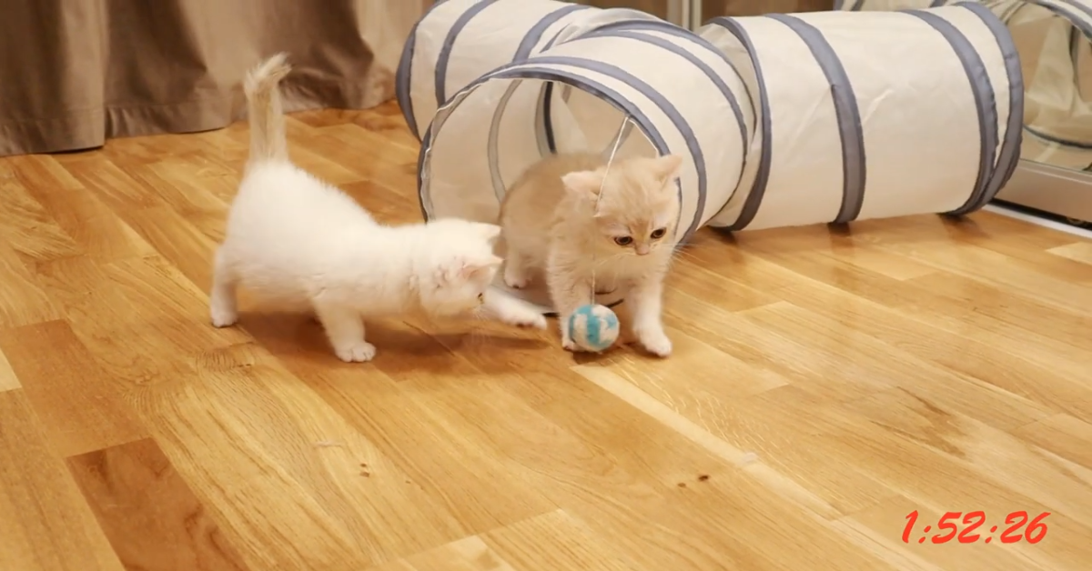 Gatti giocano animatamente e si divertono a casa (VIDEO)
