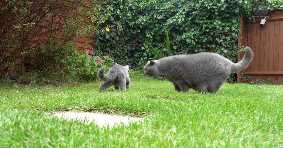 Gatti giocano in giardino e trascorrono il tempo insieme(VIDEO)